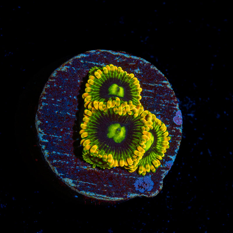Rainbow Yoda's Zoanthid colony growth in reef aquarium