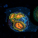 Piranha Plants Zoanthid Coral with colony growth in reef aquarium