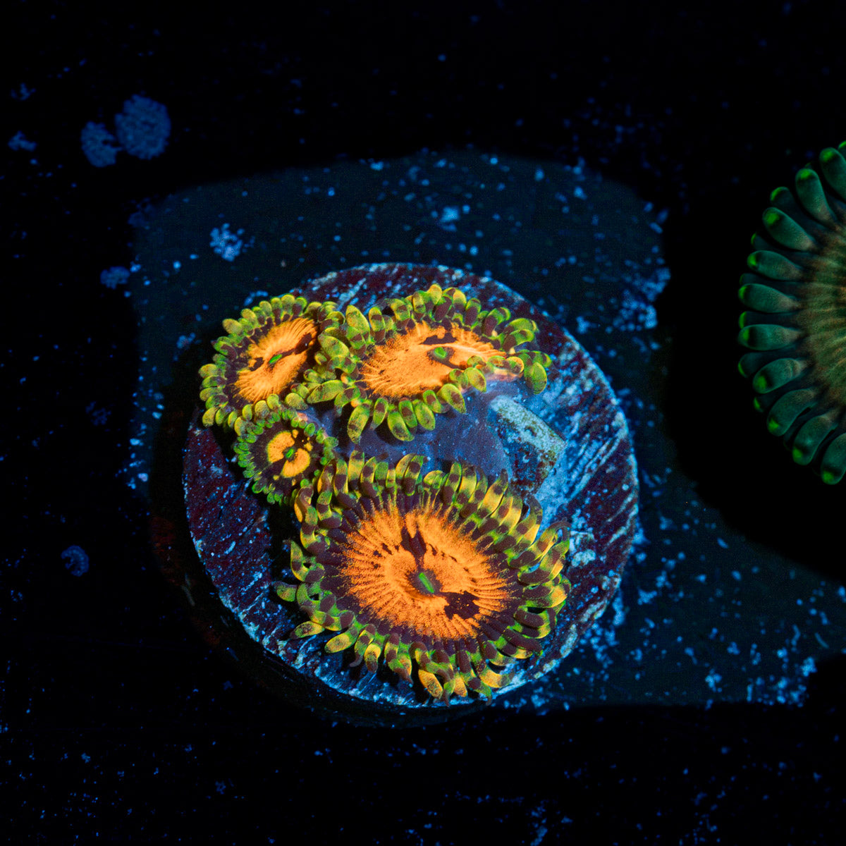 Piranha Plants Zoanthid Coral with colony growth in reef aquarium