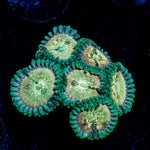 Milky Way Zoanthid Coral colony growth in reef aquarium