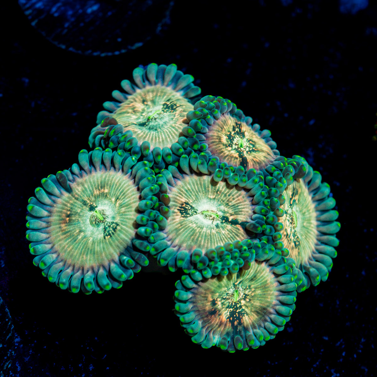 Milky Way Zoanthid Coral colony growth in reef aquarium
