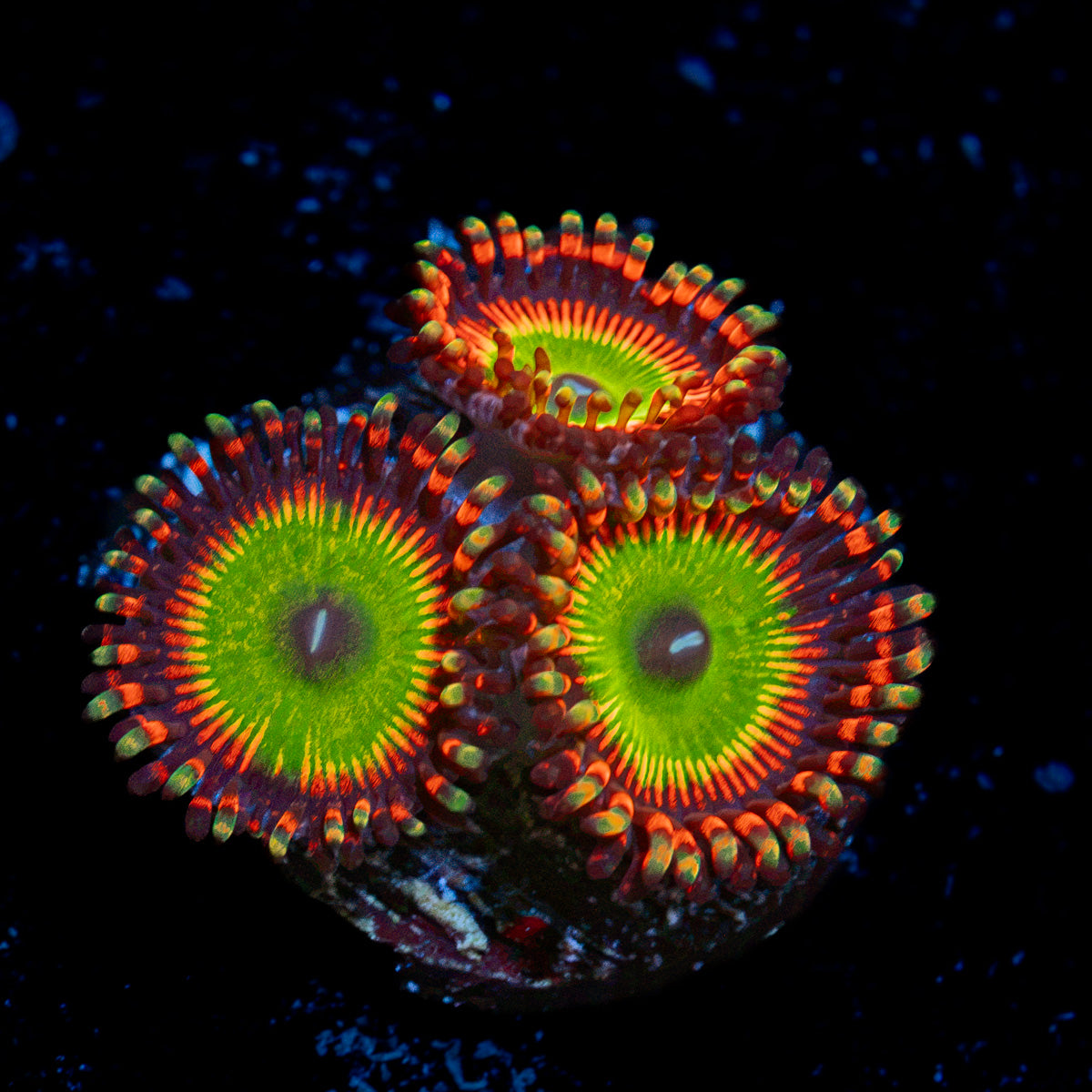Bowser Zoanthid Coral with colony growth in reef aquarium