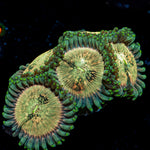 Milky Way Zoanthid Coral colony growth in reef aquarium