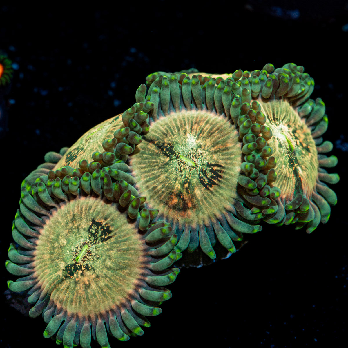 Milky Way Zoanthid Coral colony growth in reef aquarium