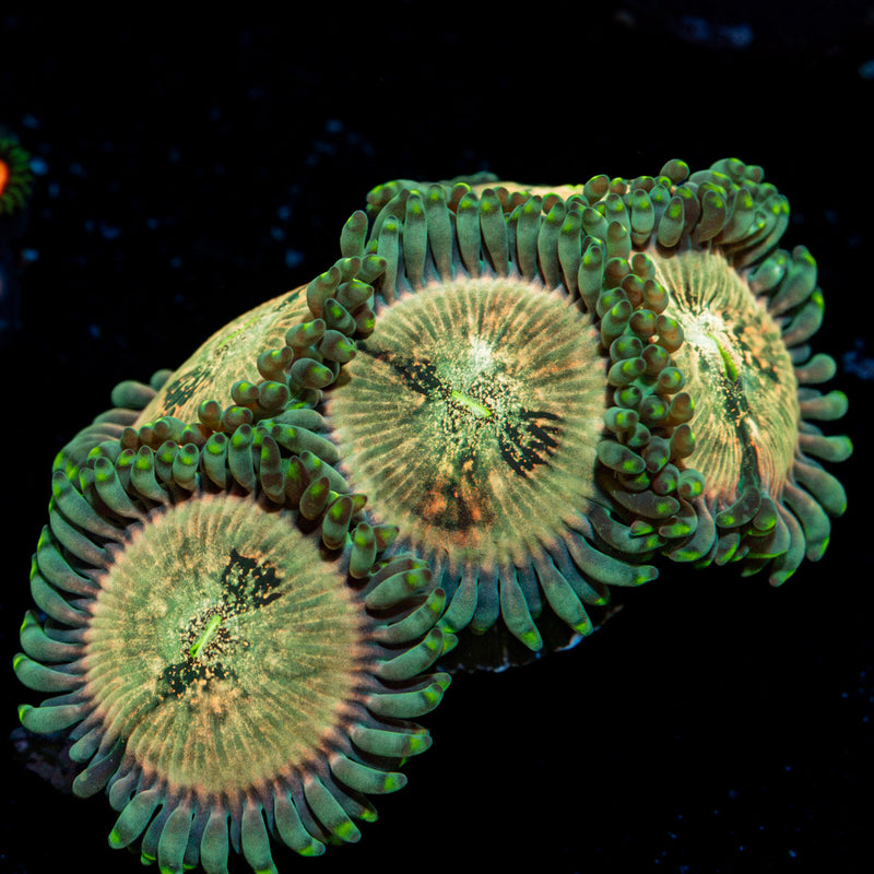 Milky Way Zoanthid Coral colony growth in reef aquarium