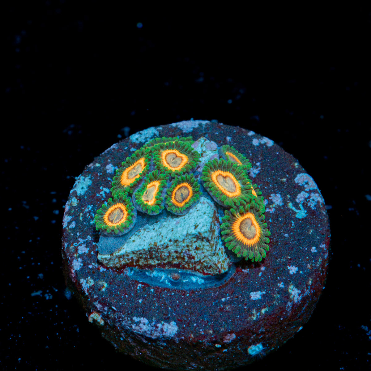 Fairy Tales Zoanthid Coral with colony growth in reef aquarium