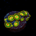 Rasta Zoanthid Coral colony growth in reef aquarium