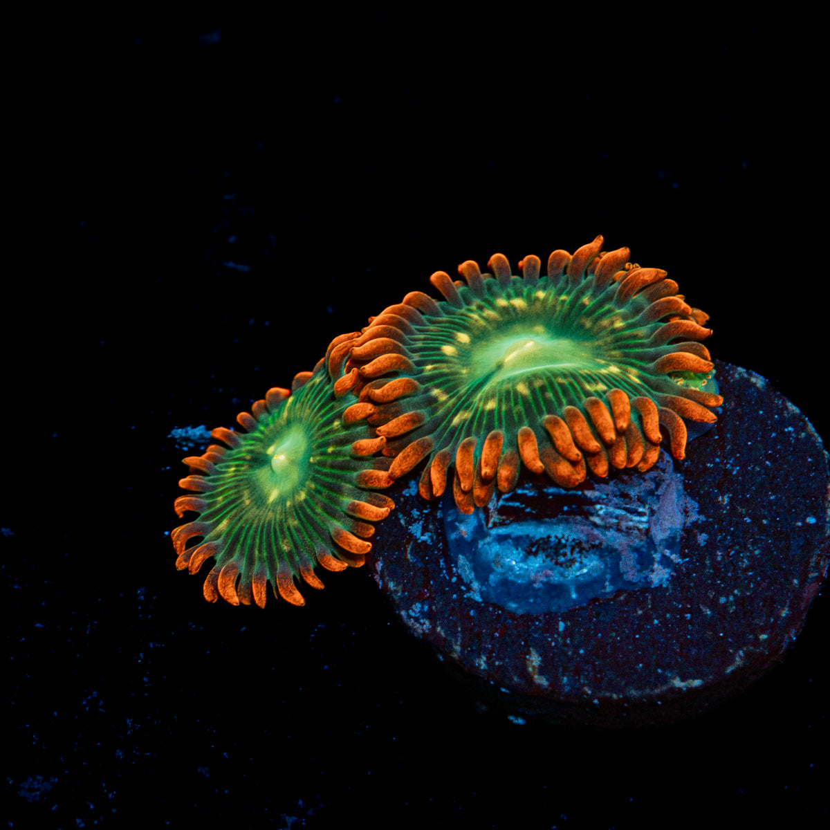 Blueberry Yum Yum zoanthid coral colony growth in reef aquarium