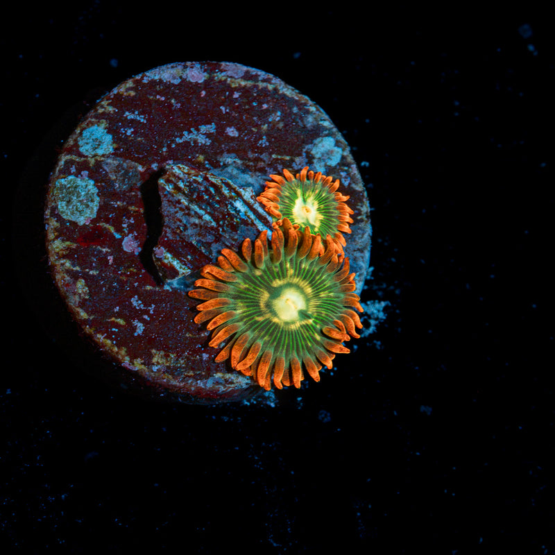 Blueberry Yum Yum zoanthid coral colony growth in reef aquarium