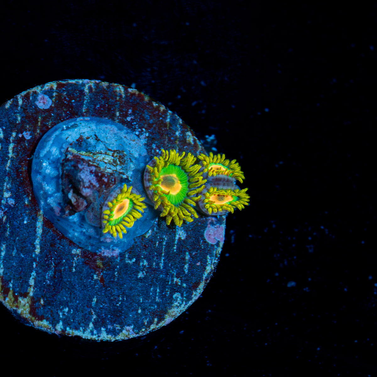 Rasta Zoanthid Coral colony growth in reef aquarium
