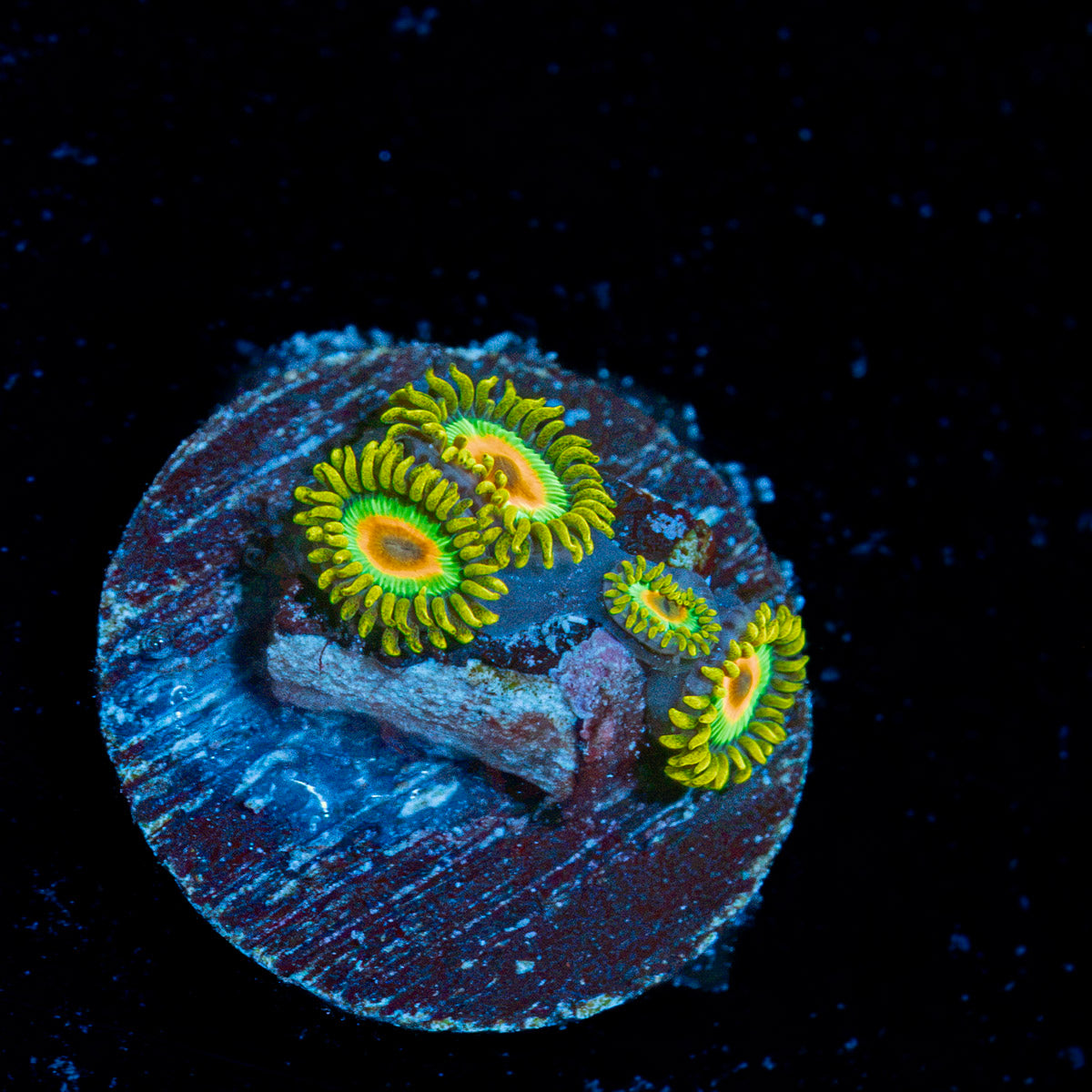 Rasta Zoanthid Coral colony growth in reef aquarium environment