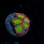 Candy Apple Red Zoanthid Coral with colony growth in reef aquarium