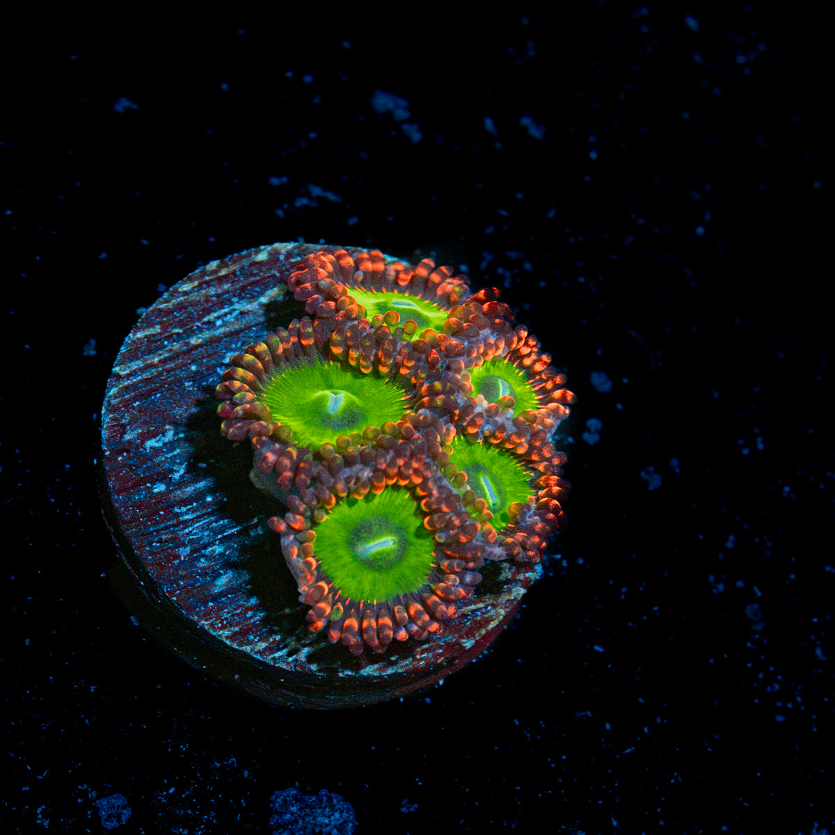 Candy Apple Red Zoanthid Coral with colony growth in reef aquarium
