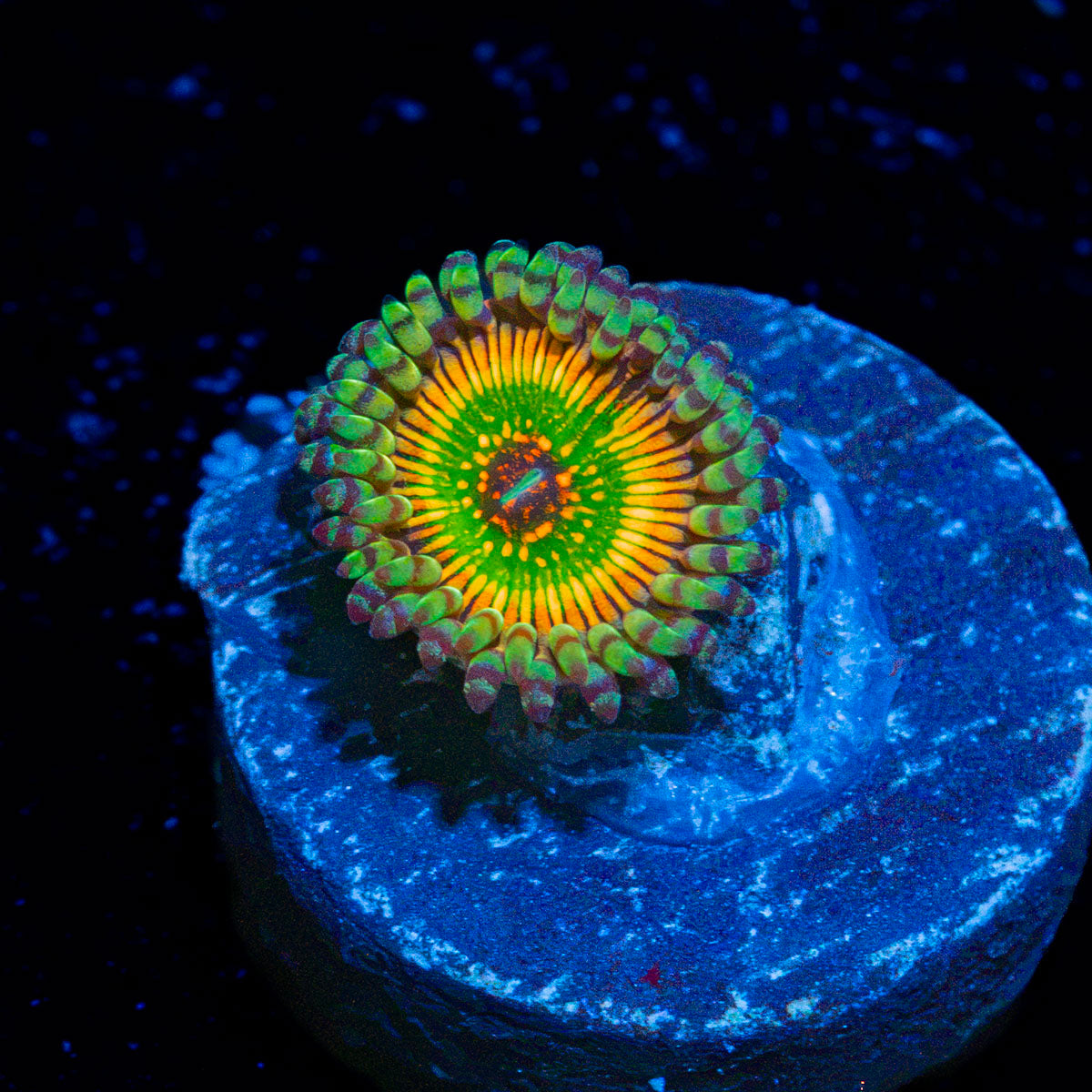 Hype Jubilees Zoanthid Coral colony growth in reef aquarium