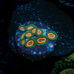 Fairy Tales Zoanthid Coral with colony growth in reef aquarium