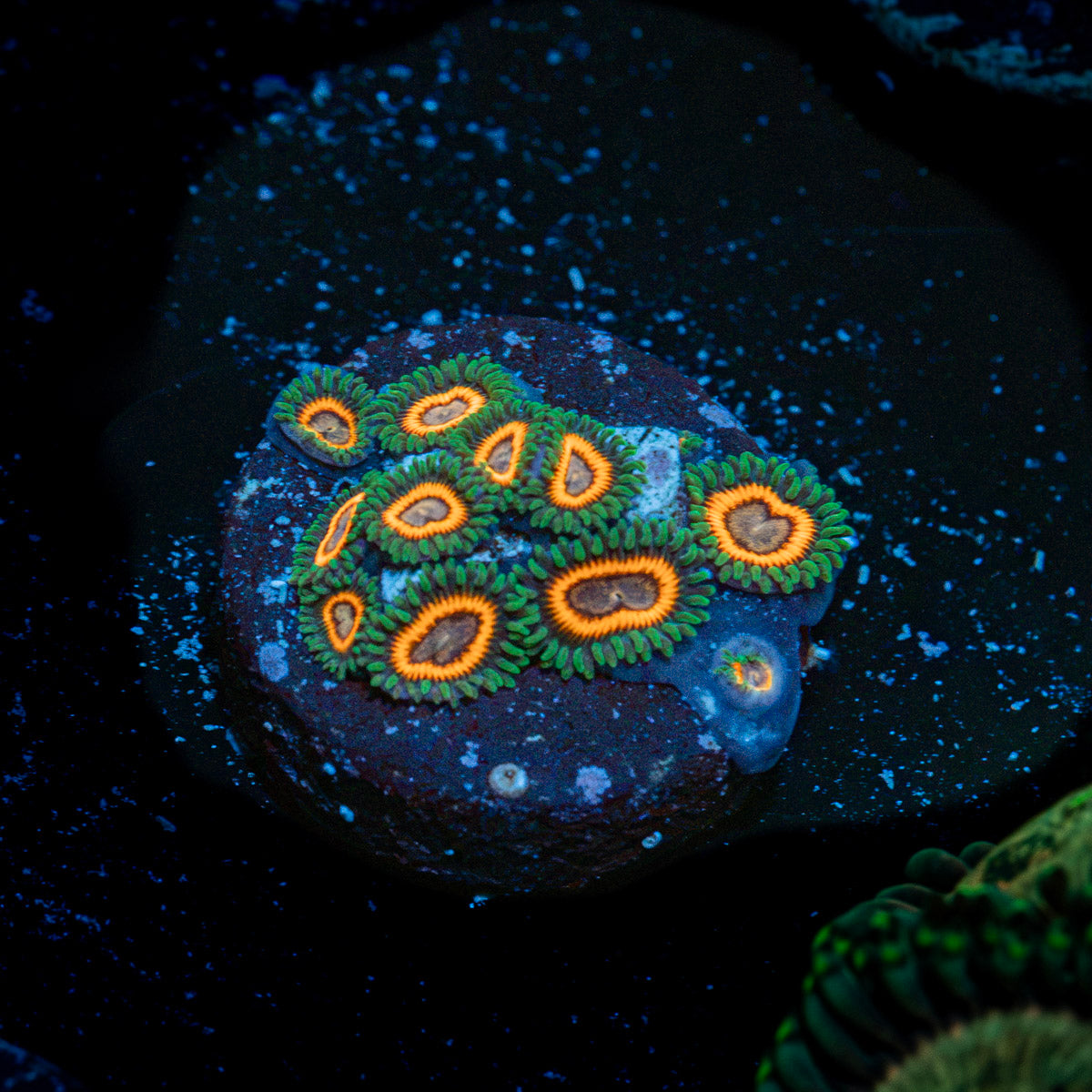 Fairy Tales Zoanthid Coral with colony growth in reef aquarium