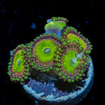 Candy Apple Green Zoanthid Coral colony growth in reef aquarium