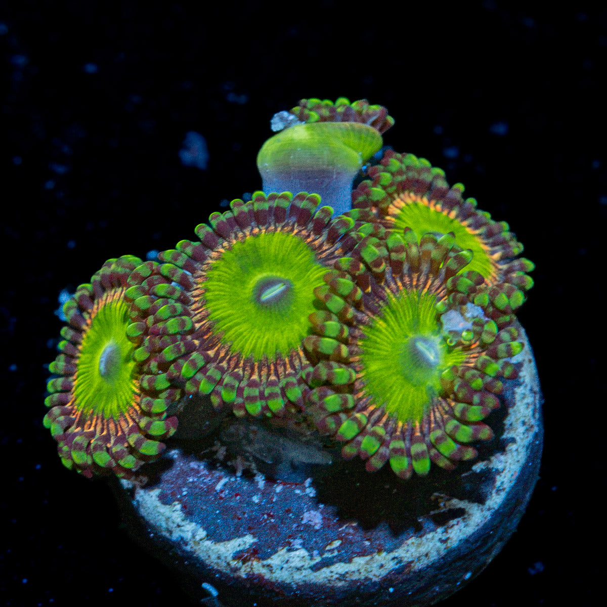 Candy Apple Green Zoanthid Coral colony growth in reef aquarium