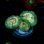 Milky Way Zoanthid Coral colony growth in reef aquarium