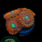Dark Magician Zoanthid Coral with colony growth in reef aquarium