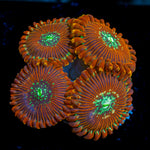 Dark Magician Zoanthid Coral colony growth in reef aquarium