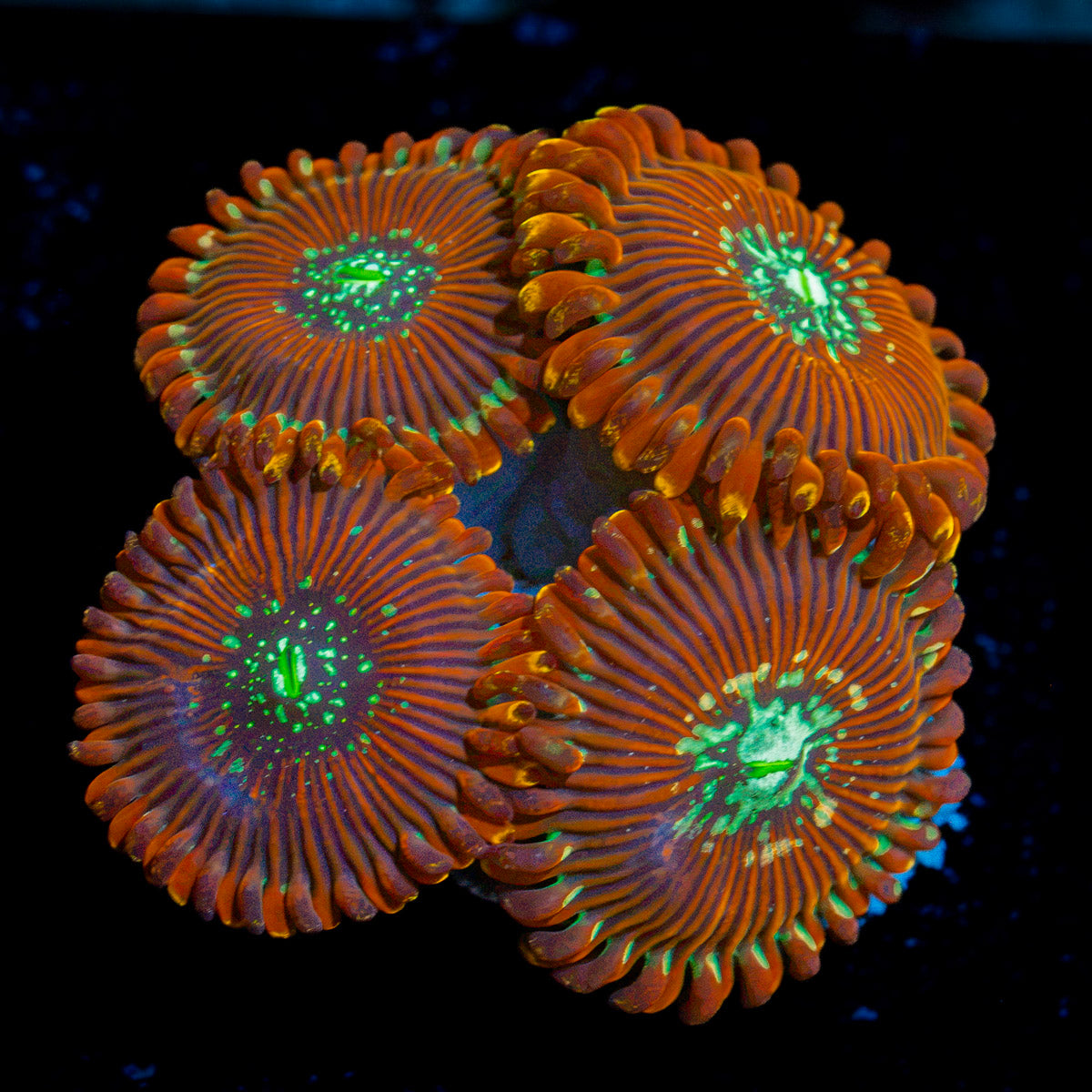 Dark Magician Zoanthid Coral colony growth in reef aquarium