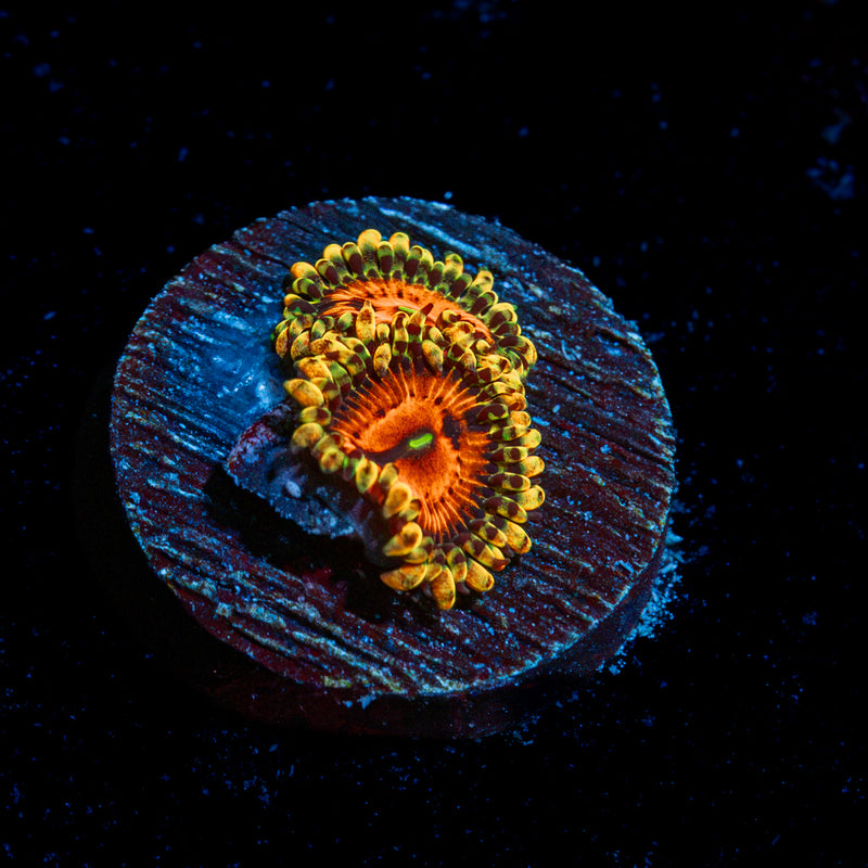 Pahrian Plants Zoanthid Coral colony growth in reef aquarium