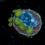 Odd Balls Zoanthid Coral with colony growth in reef aquarium