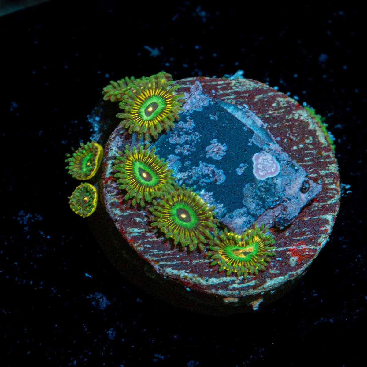 Odd Balls Zoanthid Coral with colony growth in reef aquarium