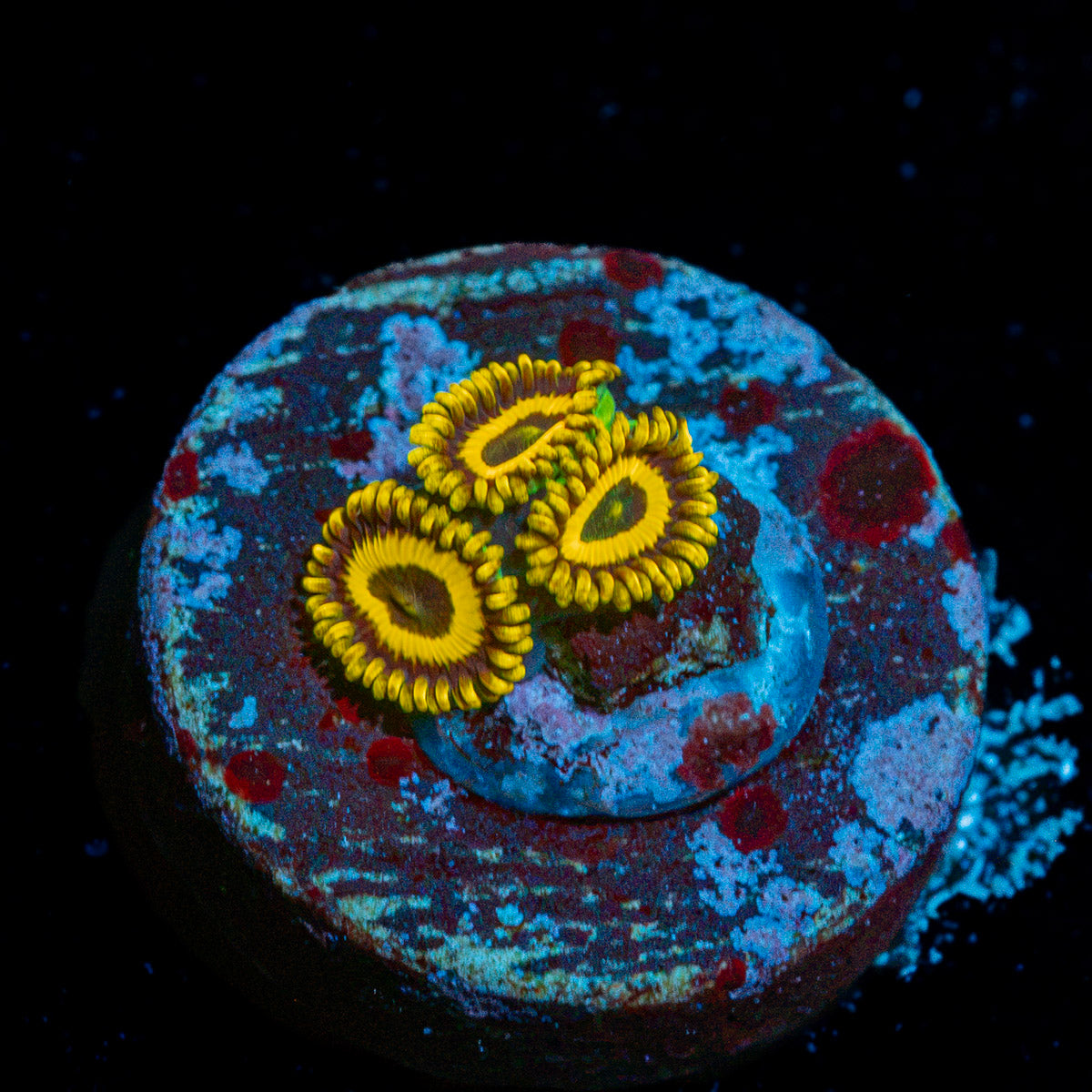 LA Lakers Zoanthid colony growth in reef aquarium
