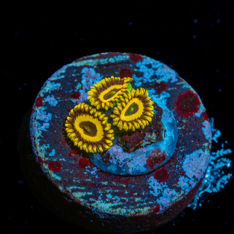 LA Lakers Zoanthid colony growth in reef aquarium