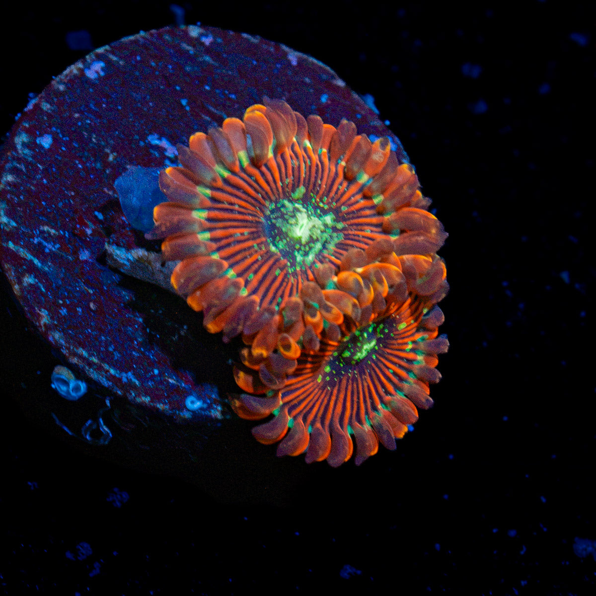 Dark Magician Zoanthid Coral colony growth in reef aquarium