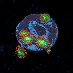 WWC Viridian Zoanthids colony growth in reef aquarium