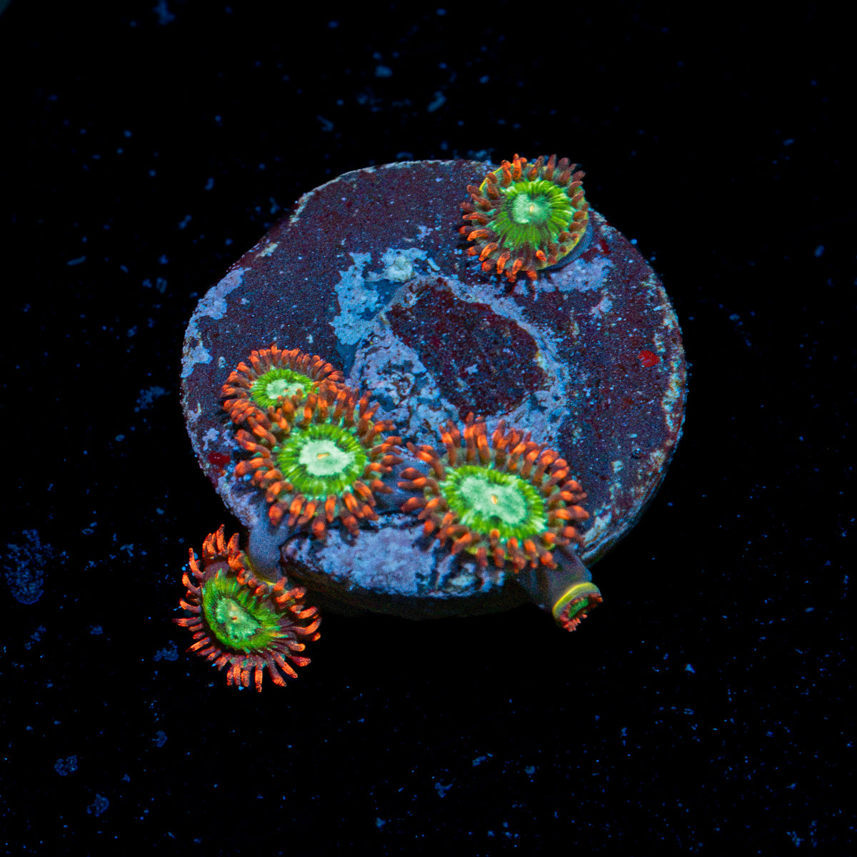 WWC Viridian Zoanthids colony growth in reef aquarium