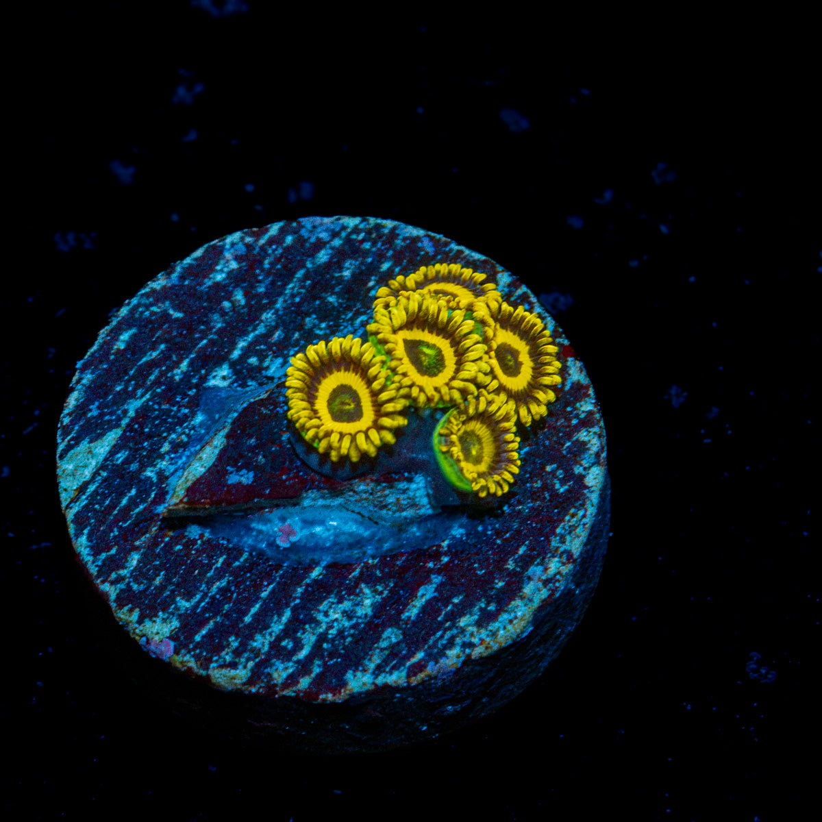 La Lakers Zoanthid Coral colony growth in reef aquarium