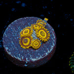 La Lakers Zoanthid Coral colony growth in reef aquarium