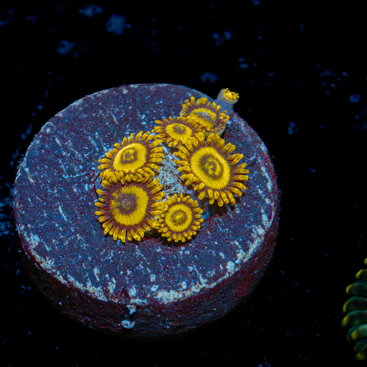 La Lakers Zoanthid Coral colony growth in reef aquarium
