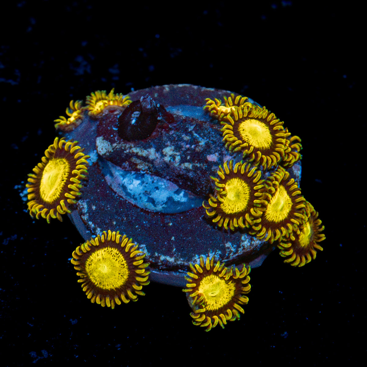 King Midas Zoanthid Coral colony growth in reef aquarium