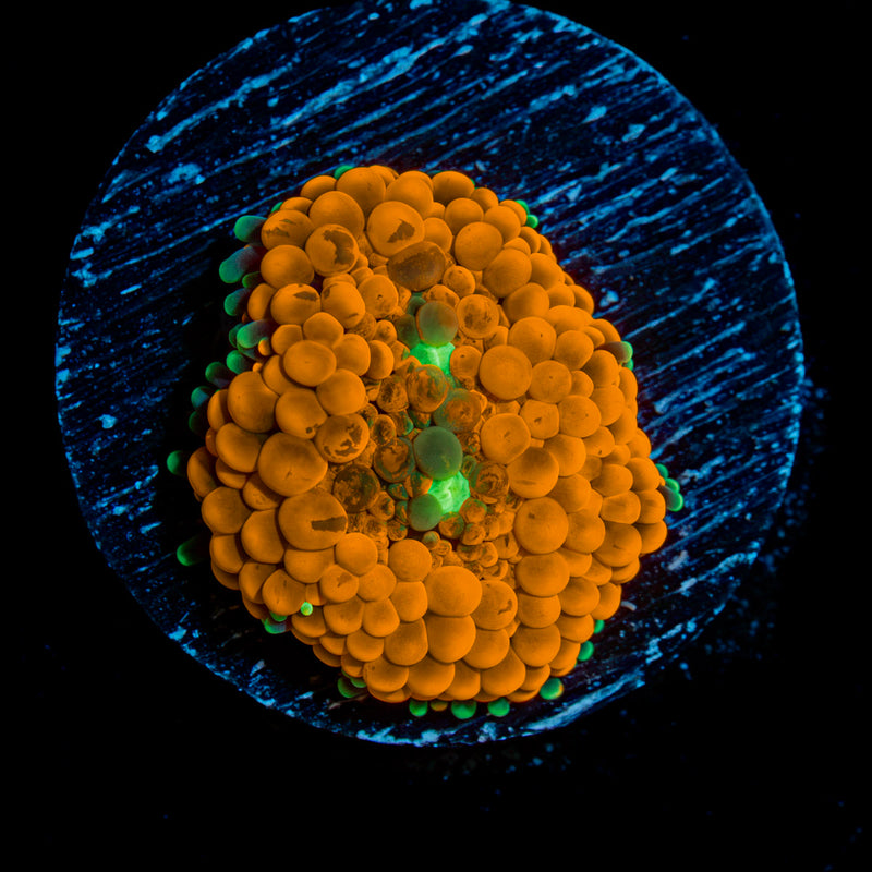 Orange Ricordea Mushroom Coral