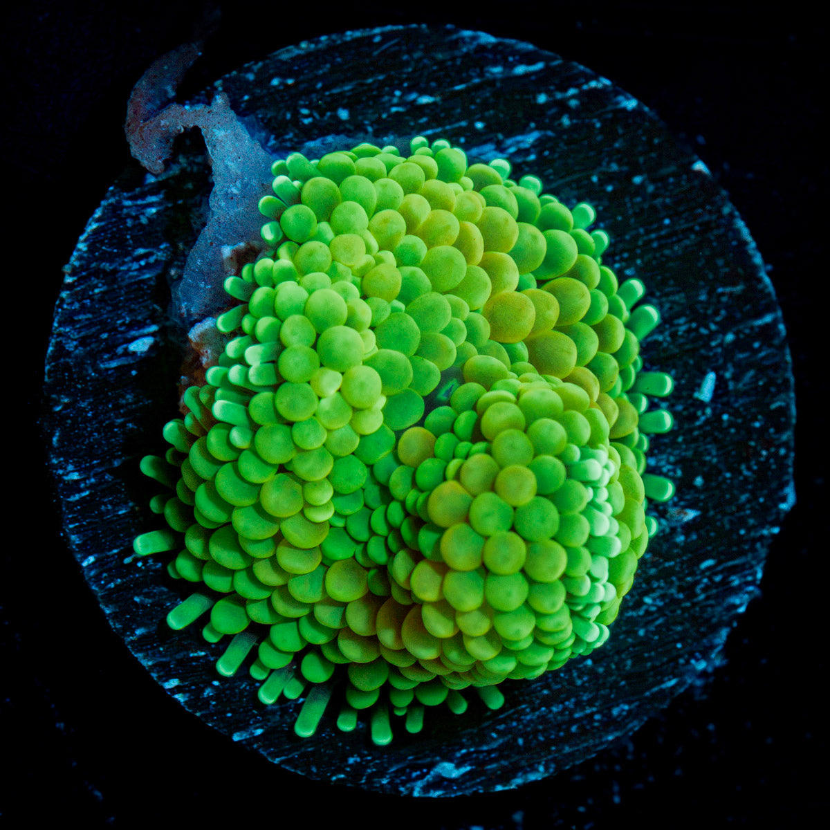 Green Ricordea Mushroom Coral with mushroom disc in reef aquarium