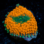 Orange Ricordea Mushroom Coral with mushroom disc in reef aquarium
