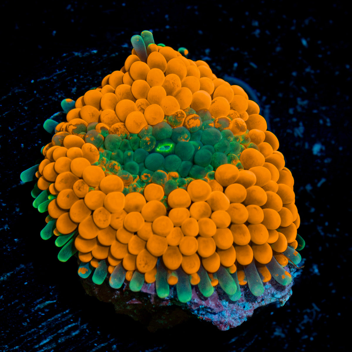 Orange Ricordea Mushroom Coral with mushroom disc in reef aquarium