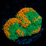 Orange Ricordea Mushroom Coral with mushroom disc in reef aquarium