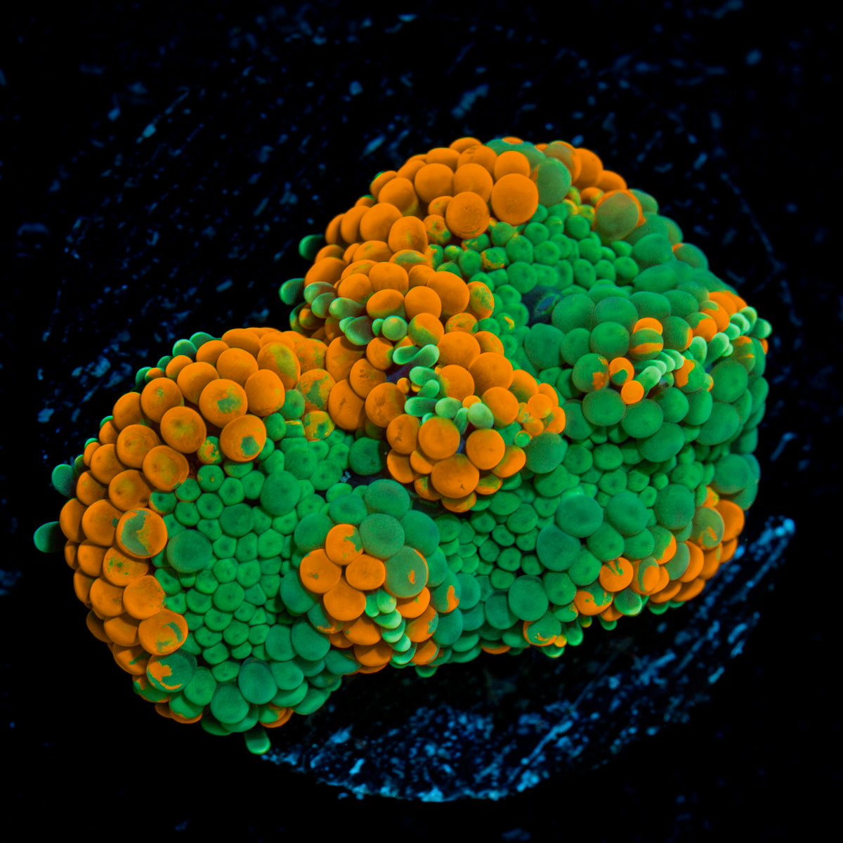 Orange Ricordea Mushroom Coral with mushroom disc in reef aquarium