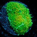 Green Ricordea Mushroom Coral with mushroom disc in reef aquarium