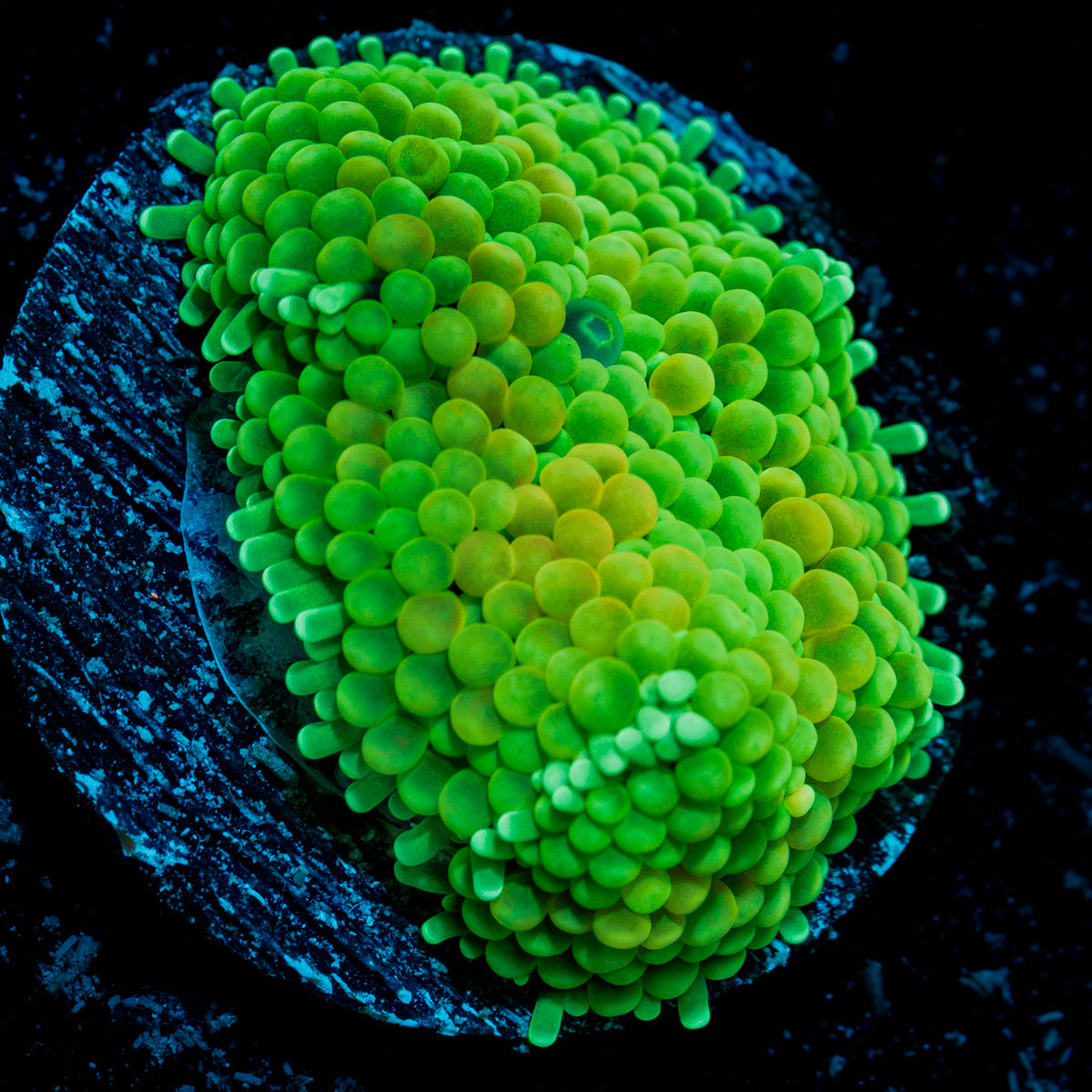 Green Ricordea Mushroom Coral with mushroom disc in reef aquarium