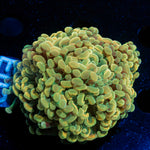 Golden Hammer Euphyllia Coral with branching fleshy heads in reef aquarium