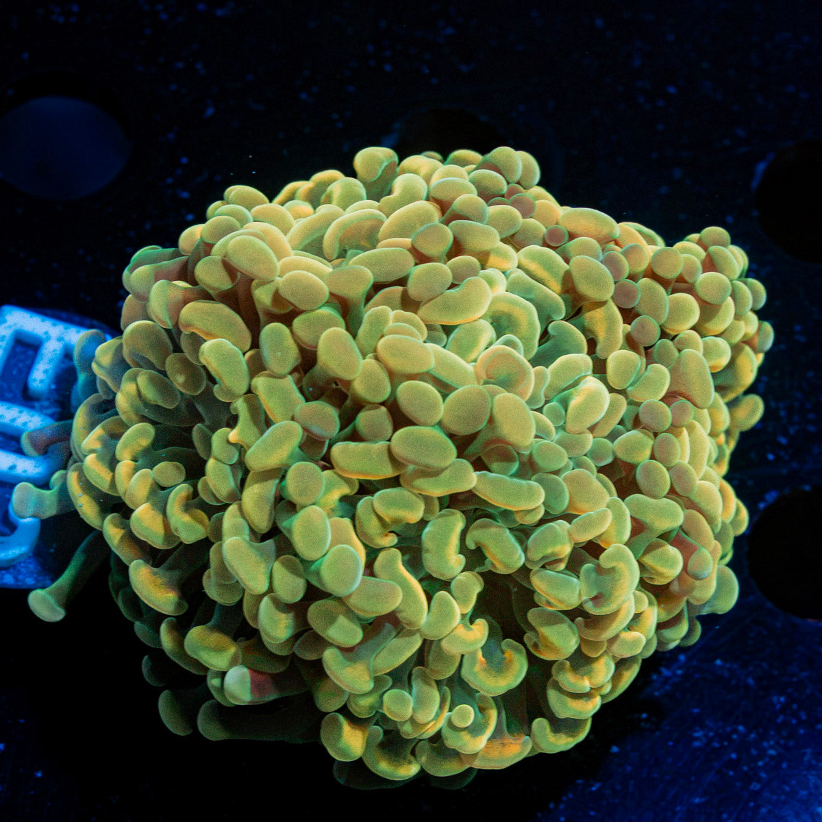 Golden Hammer Euphyllia Coral with branching fleshy heads in reef aquarium