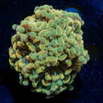 Golden Hammer Euphyllia Coral with branching fleshy heads in reef aquarium