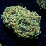 Golden Hammer Euphyllia Coral with branching fleshy heads in reef aquarium